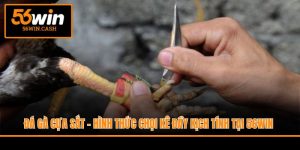 Đá Gà Cựa Sắt - Hình Thức Chọi Kê Đầy Kịch Tính Tại 56WIN