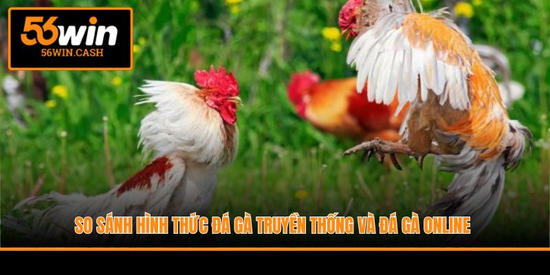 So sánh hình thức đá gà truyền thống và đá gà online