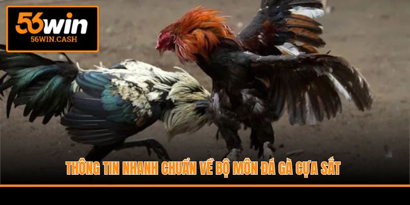 Thông tin nhanh chuẩn về bộ môn đá gà cựa sắt