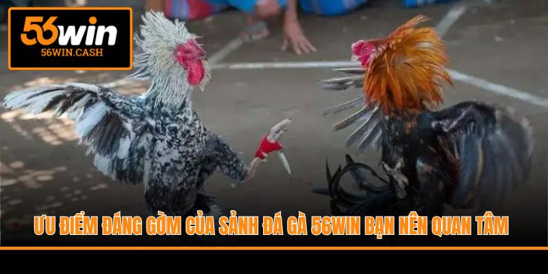 Ưu điểm đáng gờm của sảnh đá gà 56WIN bạn nên quan tâm